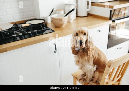 Cocker Spaniel Hund wartet auf Pfannkuchen Essen sitzt auf dem Stuhl in der Küche. Casual Lifestyle Fotoserie im echten Interieur Stockfoto