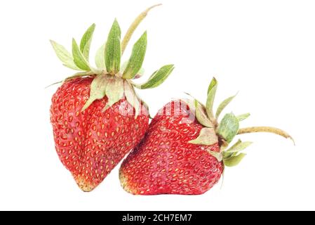 Zwei frische reife Erdbeeren mit grünem Stiel isoliert auf weiß Stockfoto