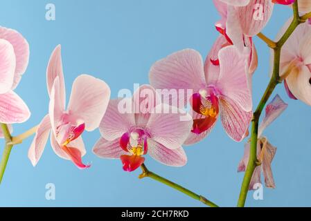 Bündel violett lila doritaenopsis Orchidee vor massivem cyan Hintergrund. Hybride Phalaenopsis Stockfoto