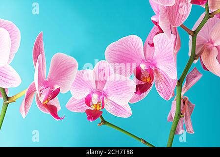 Bündel violett lila doritaenopsis Orchidee vor massivem cyan Hintergrund. Hybride Phalaenopsis Stockfoto