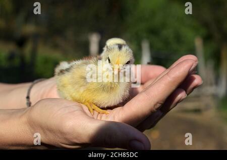 Baby Huhn in der Hand, im Freien Nahaufnahme Stockfoto