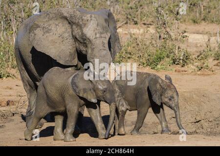 Nahaufnahme der Elefantenfamilie (Loxodanta africana) mit zwei entzückenden Babys im Kruger National Park, Südafrika Stockfoto