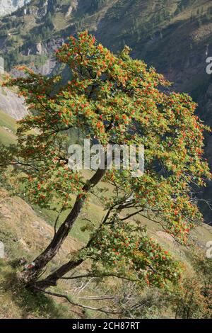 Rowan oder Berg-Esche Strauch voller Corymbs von reifen orange-roten Beeren, wächst auf Hang in italienischen alpen Stockfoto
