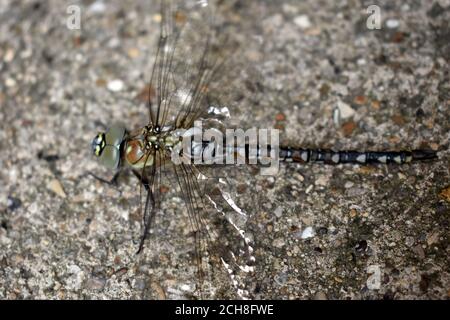 Common Hawker Dragonfly weibliche Trocknung ihre Flügel am Ende der Transformation auf einem sehr ruhigen privaten Fußweg in Rushden, Northamptonshire. Stockfoto