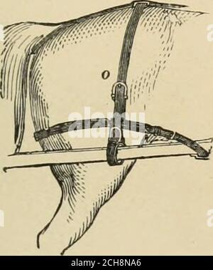 . Das Pferd, in den Ställen und auf dem Feld: Seine Sorten, Management in Gesundheit und Krankheit, Anatomie, Physiologie, etc. G und schmale Streifen von Leder, die von der Spitze durch die Hame und Pad-Terrets zu den Autofahrern Hände. Peilscheren sind zusätzliche Zügel, die an Bridoonbits befestigt sind, und die durch Ohrringe auf oder in der Nähe der Kehlschnur zum Haken auf dem Pad passieren. Sie werden jedoch jetzt selten in einem einzigen Gurtzeug verwendet; aber sind im Plan auf Seite 340 enthalten. Wo das Lagerrecht nicht verwendet wird, wird nun manchmal ein Langohrring vom Kopf des Wadenkopfes aufgehängt, durch den das Fahrrecht hindurchgeht, Stockfoto