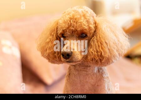 Porträt eines Aprikosenpudeles mit einem Haarschnitt, flauschige Ohren, mit traurigen Augen, zu Hause. Stockfoto