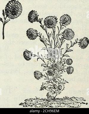 . Stecklers Samen : 1905 . Trufants Pseuony Blühte Aster. Amaranthus caudatus. Love Lies Bleed --ing. Lange rote Trauben mit blutroten Durchfluss-^ers. Sehr anmutig; drei Fuß hoch. Amaranthus tricolor. Dreifarbiger am-Aranth. Sehr auffällig; kultiviert wegen seiner Blätter, die grün, gelb und rotZwei bis drei Fuß hoch sind. Amaranthus bicolor. Zweifarbiger Amaranth. Karmesinrot und grün buntes Laub; gut zum Bekanten. Zwei Meter hoch. Amaranthus Atropurpureus - ist mit langen hängenden Spitzen von purpurnen Blumen bedeckt;4 Fuß. Amaranthus Salicifolius. Brunnenpflanze.Reich gefärbtes Laub, sehr anmutig Stockfoto