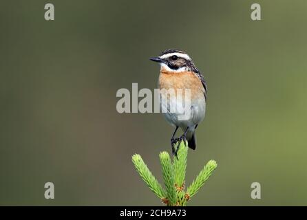 Whinchat, Saxicola rubetra, sitzend auf Fichte Baumspitze Stockfoto