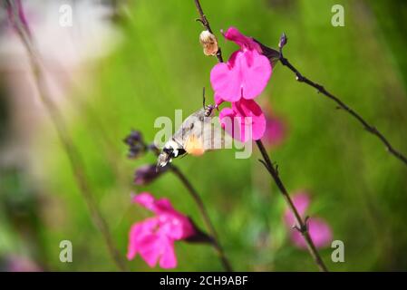 Eine Kolibri Hawk Moth, die sich auf dem Nektar einer rosa Blume ernährt. Fotografiert im englischen Garten. Querformat. Stockfoto