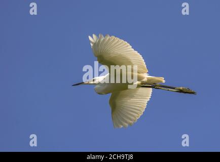 Silberreiher, Egretta garzetta im Flug, Spanien. Stockfoto