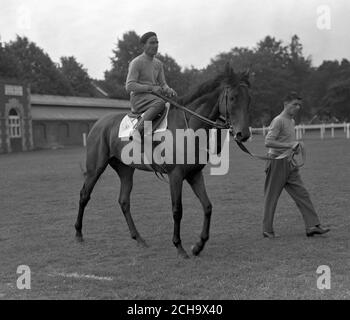 Von einem Stalljungen beim Training in Ascot gefahren, ist der Marchese Incisa della Rochetta's hengst 'Ribot', ein Vierjähriger ungeschlagen in seinen bisher 13 Rennen. Er ist der einzige italienische Eintrag in den King George VI und Queen Elizabeth Stakes am Samstag, 21. Juli 1956. Stockfoto