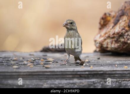 Jungvogel-Grünfink (Chloris chloris) auf einem Vogelfttertisch, Spanien. Stockfoto