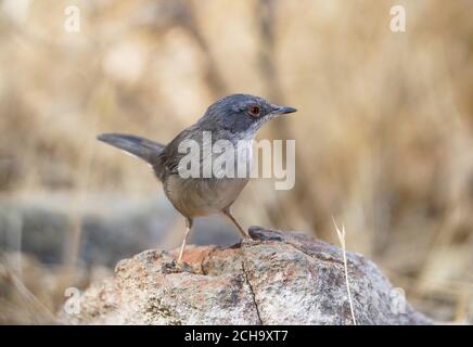 Sardischer Waldsänger, (Sylvia melanocephala) weiblich, auf Felsen gehockt, Andalusien, Spanien. Stockfoto