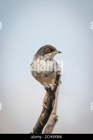 Sardischer Waldsänger, (Sylvia melanocephala) auf einem Zweig, Andalusien, Spanien. Stockfoto