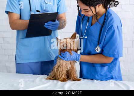 Professionelle Tierarzt Arzt und Krankenschwester Untersuchung kleiner Hund in Tier Klinik Stockfoto