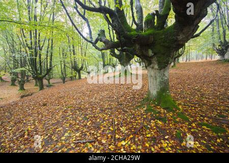 Zeanuri, Bizkaia/Baskenland; 28. Oktober 2012. Buche (Fagus sylvatica) Wald mit einem Bach in Otzarreta (Naturpark von Gorbea). Wald für mich bekannt Stockfoto