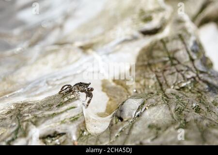 Kleine Krabbe mit Krallen kriechen auf Stein Stockfoto