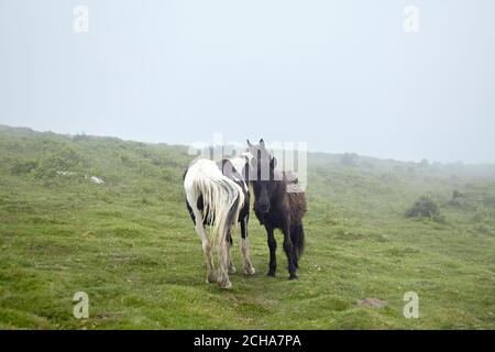 Wildpferde auf dem Berg La Rhune im Baskenland, Frankreich Stockfoto