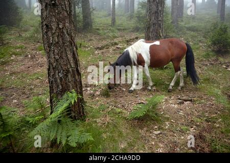 Pferde grasen im nebligen Wald Stockfoto