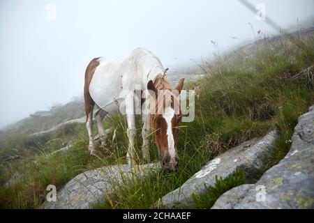 Pferde grasen auf dem steinigen Hang des Berges La Rhune Im Nebel Stockfoto