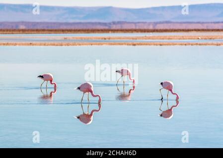 Andengemeinschaft Flamingos in der Laguna Chaxa, atacama salar, Chile Stockfoto