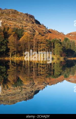 Kalter Wintersonnenaufgang mit Blick über das Tal auf die Spiegelreflexion der Berge & Bäume auf Blea Tarn Little Langdale. Stockfoto