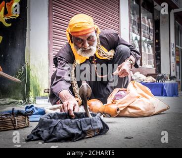 Manali, Himachal Pradesh, Indien - 27. August 2016: Der alte indische Schlangenbeschwörer öffnet den Korb mit einer Schlange in der Manali-Siedlung Stockfoto