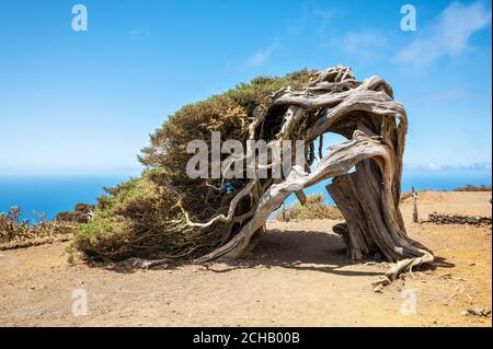 Wacholderbaum vom Wind gebogen. Berühmtes Wahrzeichen in El Hierro, Kanarische Inseln. Hochwertige Fotos Stockfoto