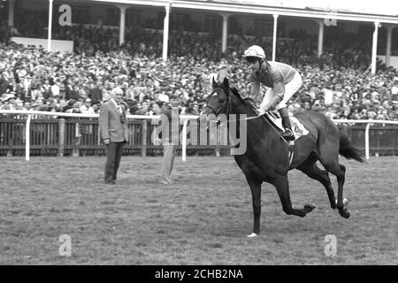 El Gran Senor, Gewinner der 2000 Guineas bei Newmarket, der jetzt Favorit für das Derby ist. Das colt gehört Robert Sangster und wird normalerweise von Pat Eddery geritten. Stockfoto