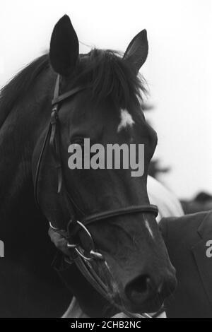 Derby Favorit El Gran Senor, der Guineas Gewinner 1984 2,000 bei Newmarket. Das Vincent O'Brien ausgebildete Bay colt gehört Robert Sangster und wird von Pat Eddery geritten. Stockfoto