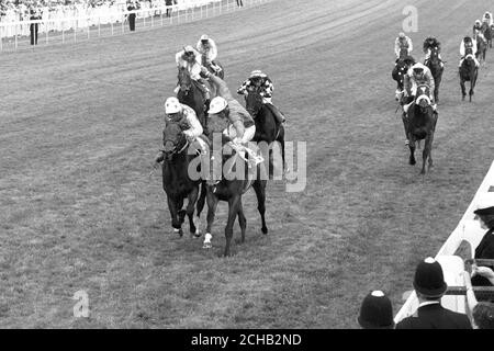 Das Ziel des 1984 Derby in Epsom. Der spätere Gewinner war nach einer Anfrage der Stewards Secreto mit Christie Roche (gefleckte Mütze, links), während Favorit El Gran Senor, Pat Eddery oben, (rechts), Zweiter wurde. Dritter war Mighty Flutter mit Brian Rouse. Stockfoto