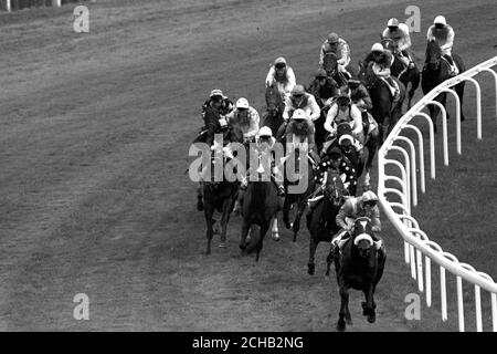 Das Derby-Feld 1984 rundet Tattenham Corner in Epsom. Der spätere Gewinner war nach einer Anfrage der Stewards Secreto mit Christie Roche (gepunktete Mütze, Dritter links), während der Favorit El Gran Senor, Pat Eddery up, (Mitte, gepunktete Mütze), Zweiter wurde. Dritter war Mighty Flutter mit Brian Rouse (extrem links, Diamant-Hemd, Hüpfmütze). Stockfoto