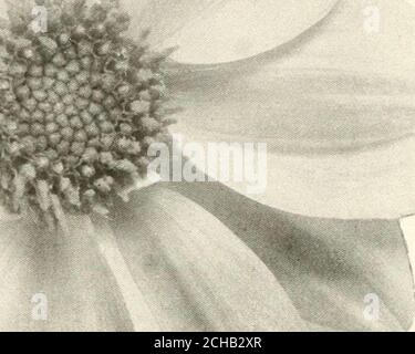 . Die Dahlia; eine praktische Abhandlung über seine Gewohnheiten, Eigenschaften Kultivierung und Geschichte . STUKM KIXG 40 DIE DAHLIE. V. GIANT CENTURY DAHLIA, MRS. WENDEL REBER DIE DAHLIA. 41 Stockfoto