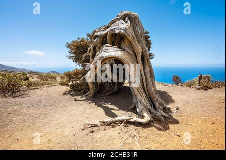 Wacholderbaum vom Wind gebogen. Berühmtes Wahrzeichen in El Hierro, Kanarische Inseln. Hochwertige Fotos Stockfoto