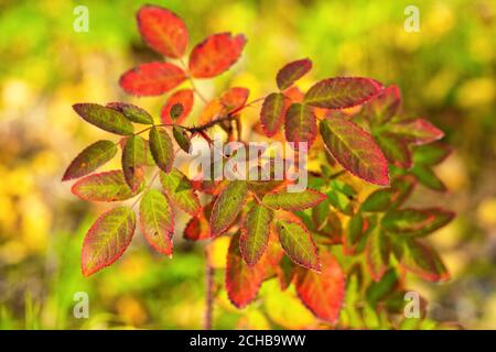 Nahaufnahme des Hagebuttenbusches, der orangefarbenen und gelben Blätter des Busches. Schöner Herbst bunten Stillleben, Hintergrund Stockfoto