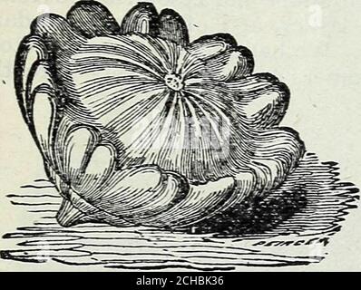 . Steckler Samen : 1905 . o durch Kisten schützen, Pflanzen, sobald der erste Februar, aber es ist am besten zu warten, bis der Boden warm wird. Wenn es Zeit ist, Mais zu Pflanzen, ist es auch Zeit, Squash zu Pflanzen. Orangenmark. Dies ist eine sehr frühe Unterscheidungsart der Laufgewohnheit, des zartesten Geschmacks und einer Orangefarbe. Früher Bush oder Patty Pan. Ist die frühere und beliebteste Art hier. Es ist von Zwerghabit, wächst buschig und nimmt nicht muchroom. Qualität so gut wie alle. Lesen Sie unsere Neuheitenliste nicht aus. GARDEV HANDBUCH FÜR DIE SÜDLICHEN STAATEN. 89 Der Hubbard. Dies ist ein Winter Squashh Stockfoto