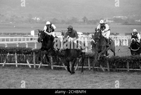 Peterhof (rechts), der spätere Gewinner in Partnerschaft mit J.J. O'Neill, trifft sich mit den Führern, als sie den letzten Flug des täglichen Express Triumph Hurdle Race in Cheltenham nehmen. Der zweite war Monksfield (l), Tommy Kinane up, mit prominenten King, Frank Berry up, Dritter und MwAnadyke (Mitte), mit B. Hannon im Sattel, der vierte. Stockfoto