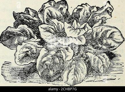 . Stecklers Samen : 1905 . Lang Grün oder Sommer Crook Hals.Boston Marroic. Orange Marrov). Früher Bush oder Patty Pan. Der Hubbard. KULTUR. - säen im März in Hügeln von 3 bis 4 Fuß auseinander, 6 bis 8 Samen. Wenn wellup dünn sie bis 3 der stärksten Pflanzen. Für eine Nachfolge können sie bis Ende Juni gepflanzt werden. Einige, die durch Kisten zu schützen, Pflanzen, sobald der erste Februar, aber es ist am besten zu warten, bis der Boden warm wird. Wenn es Zeit ist, Mais zu Pflanzen, ist es auch Zeit, Squash zu Pflanzen. Orangenmark. Dies ist eine ziemlich ausgeprägtvariety, sehr früh, der laufenden Gewohnheit, undder meisten zarten Geschmack und Stockfoto