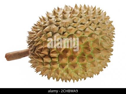 Durian Frucht isoliert auf weißem Hintergrund Stockfoto