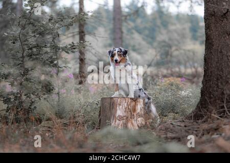 Hund australian Schäferhund blau Merle im Wald auf deutsch stehen Innerer Rand Stockfoto