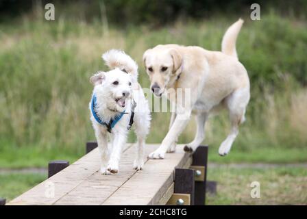 Buster (vorne) und Holly nutzen den neuen Agility-Apparat bei der Eröffnung eines neuen Hundeaktivitätspfades im Melton Country Park in Leicestershire, der im Rahmen der tierfreundlichen Initiativen, die vom gemeinderat und Mars Petcare eingeführt werden, installiert wurde. Stockfoto