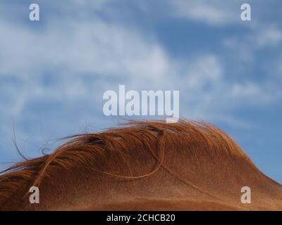 Eine Nahaufnahme des Halses eines seltenen Suffolk Punch Pferdes vor einem großen blauen Himmel. Stockfoto