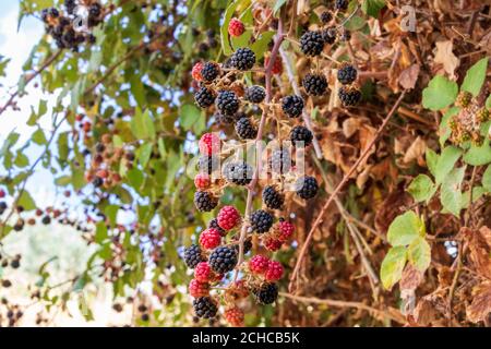 Rubus ulmifolius, Brombeeren reif zum Pick Stockfoto