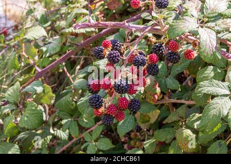 Rubus ulmifolius, Brombeeren reif zum Pick Stockfoto