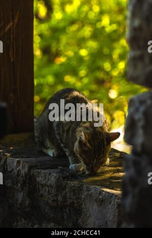 Schöne junge flauschige Tabby Katze mit starrenden Blick - Porträt in einer natürlichen Umgebung auf Bokeh Hintergrund, hintergrundbeleuchtet Sonnenlicht Stockfoto