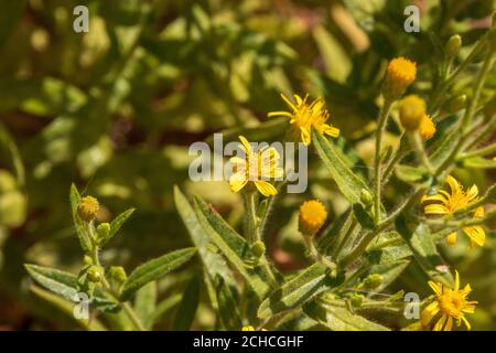 Dittrichia viscosa, Falsche Yellowhead Pflanze in Blume Stockfoto