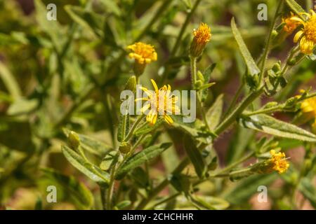 Dittrichia viscosa, Falsche Yellowhead Pflanze in Blume Stockfoto