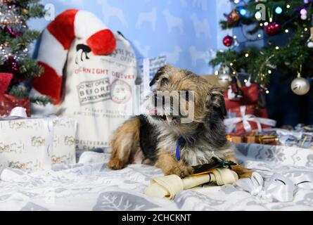 Louise, 9 Jahre alt, eine gerettete Terrier-Hündin, erhält im Battersea Dogs & Cats Home in London ein Begrüßungsgeschenk vom Amazon Christmas Store, während der Online-Händler sich mit der Wohltätigkeitsorganisation zusammenarbeitet, um seinen Bewohnern die meistverkauften Weihnachtsgeschenke für Haustiere zu liefern. DRÜCKEN SIE ZUORDNUNG. Foto. Ausgabedatum: 15. Dezember 2017. Die Verkäufe von Amazon zeigen, dass drei Viertel aller Heimtiergeschenke in diesem Jahr für Hunde bestimmt sind, wobei mehr als die Hälfte der Tiere bis zu drei Geschenke erhalten. Laut einer unabhängigen Umfrage, die von Amazon in Auftrag gegeben wurde, beträgt der durchschnittliche Betrag, der an Weihnachten für das Haustier der Familie ausgegeben wird, £13. Pho Stockfoto