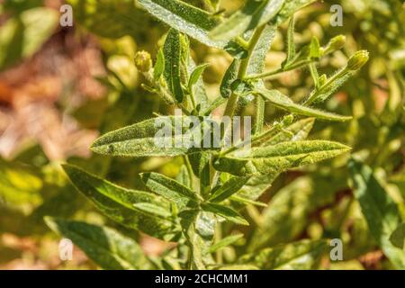 Dittrichia viscosa, Falsche Yellowhead Pflanze in Blume Stockfoto