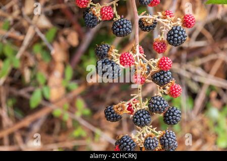 Rubus ulmifolius, Brombeeren reif zum Pick Stockfoto